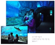 [퀴니 제프] 나들이와 외출은 언제나 퀴니 제프와 함께.....♥ (코엑스 아쿠아리움)