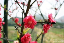 [전북 군산] 신시도, 새로운 역사를 그리다! : 월영산 트레킹