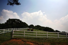 [서울근교] 말구경 가볼까요? - 원당 종마목장