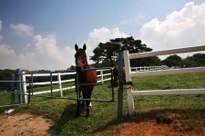 [서울근교] 말구경 가볼까요? - 원당 종마목장