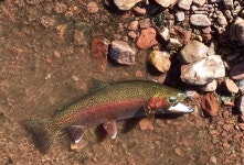 무지개송어 from Flaming Gorge National Recreation Area, Dutch... 오전 by putputjp · iNaturalist 무지개송어 (Oncorhynchus mykiss)