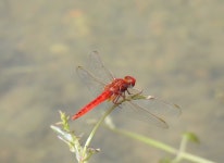 고추잠자리 from Mandya, Karnataka, India on 2020년 09월... of River Kaveri · iNaturalist 고추잠자리 (Crocothemis servilia)