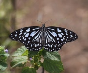 Tirumala limniace from Maharashtra 442001, India on 2020년 10월 12일 (월) at 11:00 오전 by Dilip Virkhade. Blue Tiger... 