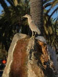 해오라기 from 473 Water St, Oakland, CA, US on 2017년 08월 25일 (금) at 06:22 오후 by Damon Tighe · iNaturalist 해오라기... 