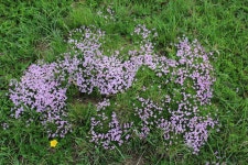 Silene acaulis from Davos, Switzerland on 2016년 07월 10일 (일) at 10:49 오전 by solanaceous · iNaturalist Silene acaulis