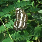 Neptis hylas from Civil Line, Khandwa, Madhya Pradesh 450001, India on 2020년 10월 24일 (토) at 11:29 오전 by Dharmendra pare... 
