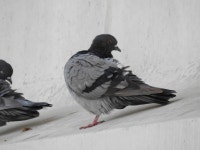 비둘기 from Icheon-si, Gyeonggi-do, South Korea on 2020년 10월 25일 (일) at 12:13 오후 by Jay · iNaturalist 비둘기 (Columba... 