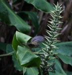 Regulus regulus inermis from Azorit, Portugali on 2011년 10월 10일 (월) by Tero Linjama · iNaturalist Subspecies Regulus... 
