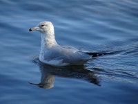 Larus delawarensis from Bayfront Park, 200 Harbour Front Dr, Hamilton, ON L8L 1C8, Canada on 2020년 10월 28일 (수) at 02:58... 