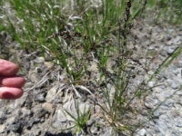 Glyceria from Burnt Lands, Almonte, ON, Canada on 2020년 06월 17일 (수) at 12:56 오전 by hsteger · iNaturalist Genus Glyceria