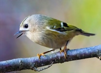 , Россия on 2020년 10월 15일 (목) at 02:14 오후 by Mikhail Ezdakov · iNaturalist 상모솔새 (Regulus regulus)
