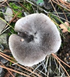 Tricholoma terreum from Clariana de Cardener, Catalunya, ES on 2020년 11월 06일 (금) at 12:54 오후 by peresol · iNaturalist... 