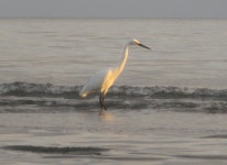 쇠백로 from Prapakanda, Botang Lomang, Kabupaten Halmahera Selatan, Maluku Utara, Indonesia on 2015년 07월 15일 (수) at 06:21... 