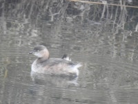 논병아리 from Icheon-si, Gyeonggi-do, South Korea on 2020년 11월 07일 (토) at 09:13 오전 by Jay · iNaturalist 논병아리... 
