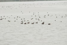 청둥오리 from 9133 Anjum, Netherlands on 2020년 09월 30일... by Michael Bakker Paiva · iNaturalist 청둥오리 (Anas platyrhynchos)