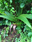 Cocos nucifera from Puerto Rico, Maunabo, PR, US on 2020년 11월 10일 (화) at 04:22 오후 by ethanjwagner · iNaturalist Cocos... 