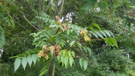 가죽나무 from Monocacy Way, Bethlehem, PA 18018, USA on... Green Darner (Anax j... · iNaturalist 가죽나무 (Ailanthus altissima)