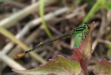 Agriocnemis kalinga from Joka, Kolkata, West Bengal 700139, India on 2019년 12월 22일 (일) at 12:40 오후 by Purab Chowdhury... 