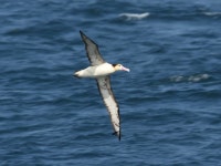 알바트로스 on 2017년 04월 16일 (일) at 01:59 오후 by shoko noiman · iNaturalist 알바트로스 (Phoebastria albatrus)
