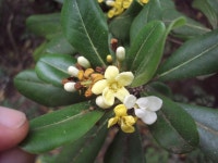 돈나무 from Berisso, Provincia de Buenos Aires, Argentina on... 오후 by Juan Matías · iNaturalist 돈나무 (Pittosporum tobira)