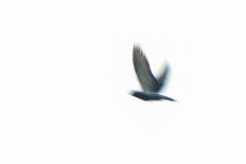 집비둘기 from Montrose, Trinidad and Tobago on 2020년 11월 22일 (일) at 11:13 오후 by Stephanie Warren-Gittens · iNaturalist... 