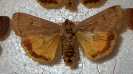 Noctua comes from Zofingen on 1973년 08월 28일 (화) by Andreas Manz · iNaturalist Noctua comes