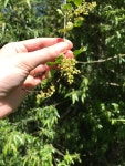 Muehlenbeckia australis from Dunlops Road, Loburn, Canterbury, NZ on 2020년 11월 27일 (금) at 10:48 오전 by ericaweb... 