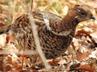 들꿩 from Icheon-si, Gyeonggi-do, South Korea on 2020년 11월 29일 (일) at 11:11 오전 by Jay · iNaturalist 들꿩 (Tetrastes... 