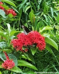 Papilio clytia from MECON Colony, Shyamali Colony, Doranda, Ranchi, Jharkhand 834002, India on 2020년 10월 07일 (수) at 11:00... 