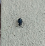 벼룩잎벌레속 from 37-12/3/1, Defence Colony, Sainikpuri, Secunderabad, Telangana 500094, India on 2020년 12월 09일 (수) at 07... 