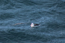 검은눈썹알바트로스 on 2020년 03월 18일 (수) at 07:18 오전... Kibak · iNaturalist 검은눈썹알바트로스 (Thalassarche melanophris)
