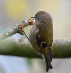 상모솔새 from Sutton, Macclesfield SK11, UK on 2020년 11월 05일 (목) at 11:31 오전 by A Emmerson · iNaturalist 상모솔새... 