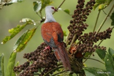 Reinwardtoena reinwardti from Tamide Mission, Southern Highlands, Papua New Guinea on 2013년 07월 24일 (수) at 03:34 오후 by... 