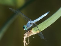 El Monte, CA on 2014년 08월 28일 (목) by Mickey Long. Common at lake edge, landing on bulrush. · iNaturalist Pachydiplax... 