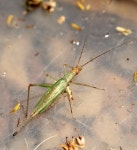 Oecanthus capensis · iNaturalist Oecanthus capensis