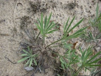 Viola pedata from S Staley Lake Rd on 2014년 08월 28일 (목) at 03:53 오후 by Ben VanderWeide. Fall rosette · iNaturalist Viola... 