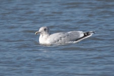 작은재갈매기 from Yolo Bypass Wildlife Area, Yolo, California... iNaturalist 작은재갈매기 (Subspecies Larus glaucoides... 
