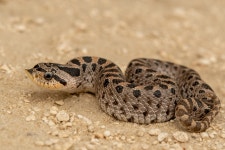 Heterodon simus in 10월 2020 by Court Harding · iNaturalist Heterodon simus