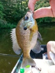 블루길 from 1127 jeb stuart hwy red oak va 23964 on 2014년... Caught this fish at a pond in saxe va · iNaturalist 블루길... 