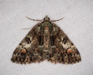 Aeolochroma metarhodata from Hillvue on 2021년 01월 05일 (화) at 09:06 오후 by Lyn Craggs. Attracted to the night light.... 