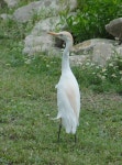 황로 from Dean Porter Park Dr, Brownsville, TX 78520, USA on 2018년 04월 02일 (월) at 01:26 오후 by isidro732 · iNaturalist... 