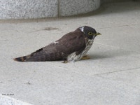 매사촌 from 대한민국 강원도 횡성군 안흥면 on 2014년 10월 12일 (일) at 10:52 오전 by Alexander Ganse · iNaturalist 매사촌... 