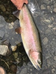 무지개송어 from Selwyn, NZ-CA, NZ on 2021년 01월 10일 (일)... 오후 by Jenny Saito · iNaturalist 무지개송어 (Oncorhynchus mykiss)