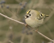 상모솔새 from 25024 Leno BS, Italia on 2021년 01월 10일 (일) at 01:56 오후 by Paolo Zucca · iNaturalist 상모솔새 (Regulus... 