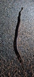 Morelia imbricata in 1월 2021 by keenasfish · iNaturalist Morelia imbricata