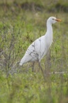 황로 from Maranhão, 7480, Portugal on 2021년 01월 24일 (일) at 04:35 오후 by David Pereira · iNaturalist 황로 (Ardea ibis)