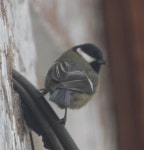 Parus major from Оренбург, Оренбургская обл., Россия, 460024 on 2021년 02월 02일 (화) at 04:10... 