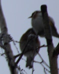 Carduelis carduelis from Оренбург, Оренбургская обл., Россия, 460024 on 2021년 02월 03일 (수) at 04... 