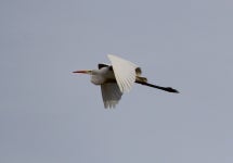 대백로 from 74238 Krautheim, Deutschland on 2021년 02월 04일 (목) at 04:35 오후 by Stefan Haag · iNaturalist 대백로 (Ardea alba)