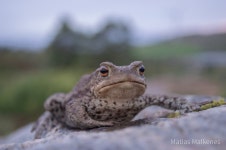 유럽두꺼비 from Fitjar, Norge on 2020년 07월 25일 (토) at... Nikon d3200 Nikon 18-55mm · iNaturalist 유럽두꺼비 (Bufo bufo)